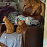 animal, armchair, blanket, brown, cat, cozy, curtain, cute, decor, furniture, ginger_cat, indoor, living_room, lying_down, orange, pet, plush_toys, relaxing, sitting, window