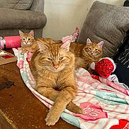 Marley joined the competition — help win amazing prizes! cat, ginger_cat, three_cats, blanket, wooden_table, couch, indoor, relaxed, pet, feline, cozy, decorations, home, furniture, resting, cute, animal, mammal, domestic, orange_cat