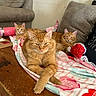 cat, ginger_cat, three_cats, blanket, wooden_table, couch, indoor, relaxed, pet, feline, cozy, decorations, home, furniture, resting, cute, animal, mammal, domestic, orange_cat