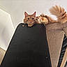 Marley joined the competition — help win amazing prizes! animal, cat, claws, cozy, curious, ears, fluffy_tail, furniture, home, indoor, looking, orange_cat, paws, pet, relaxed, resting, scratched_furniture, tail, upward_view, whiskers