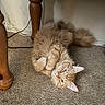 Marley is registered to the contest to win money with this photo: animal, carpet, cat, cozy, cute, domestic_cat, ears, feline, floor, fluffy, indoor, orange_cat, paws, pet, relaxed, resting, tabby, tail, whiskers, wooden_furniture