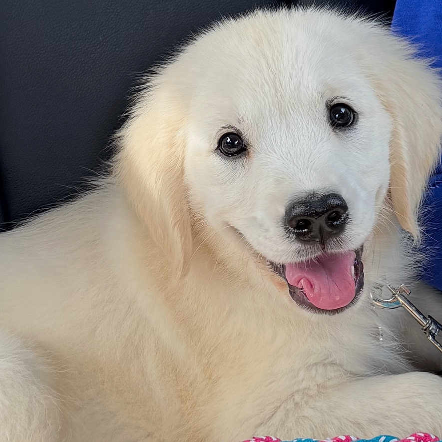 Anéa participe au concours pour gagner de l'argent avec cette photo : animal, blanket, canine, car_seat, closeup, cute, dog, fur, happy, indoors, leash, paw, pet, playful, puppy, rope_toy, smiling, toy, white_fur, young_dog