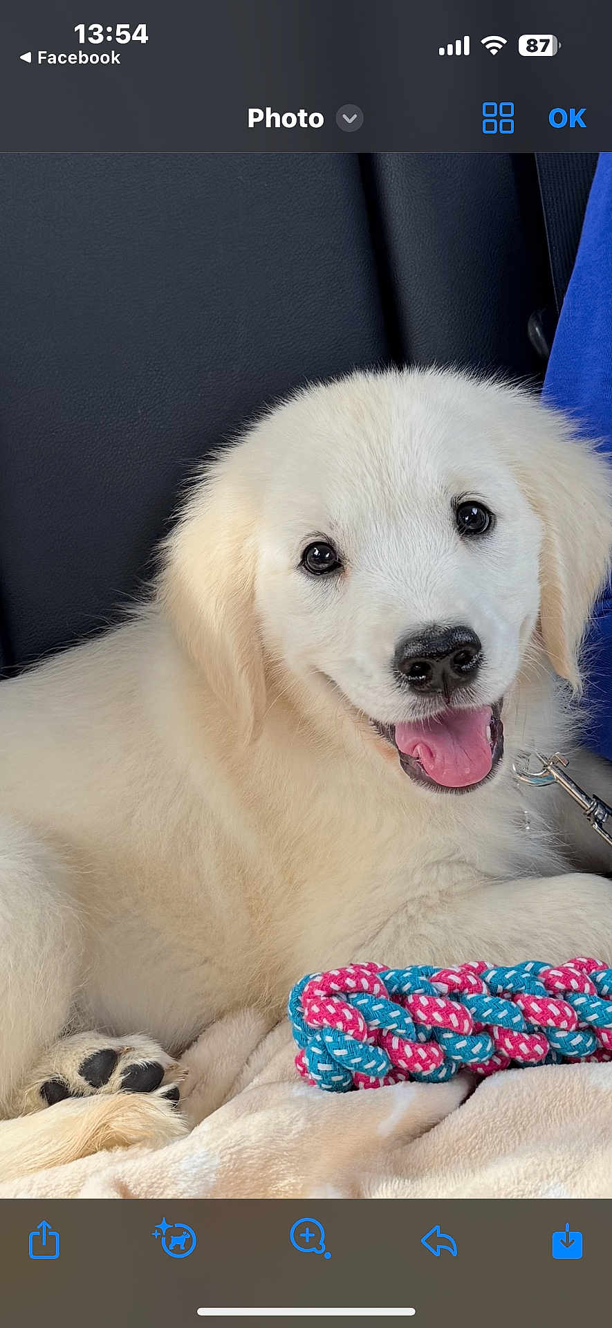 Anéa participe au concours pour gagner de l'argent avec cette photo : puppy, dog, white_fur, toy, rope_toy, blanket, car_seat, pet, cute, animal, playful, fur, canine, smiling, young_dog, indoors, closeup, paw, leash, happy