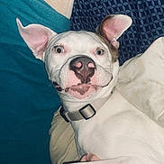 Geoffrey is registered to the contest to win money with this photo: dog, white_dog, close_up, bed, blanket, collar, pet, ears, face, nose, curious, lying_down, indoor, animal, canine, expression, wide_eyes, fur, domestic_animal, resting
