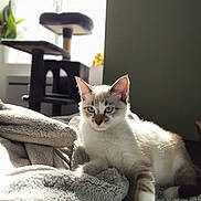 Macchiato a rejoint le concours — aidez-le/la à gagner de superbes lots ! cat, kitten, indoor, blanket, sunlight, window, cat_tree, furniture, fur, blue_eyes, relaxing, cozy, pet, animal, home, soft_texture, resting, comfort, daylight, paw