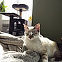 cat, kitten, indoor, blanket, sunlight, window, cat_tree, furniture, fur, blue_eyes, relaxing, cozy, pet, animal, home, soft_texture, resting, comfort, daylight, paw