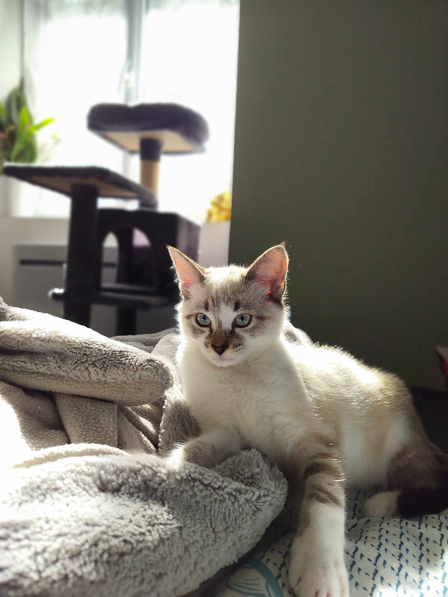 Macchiato