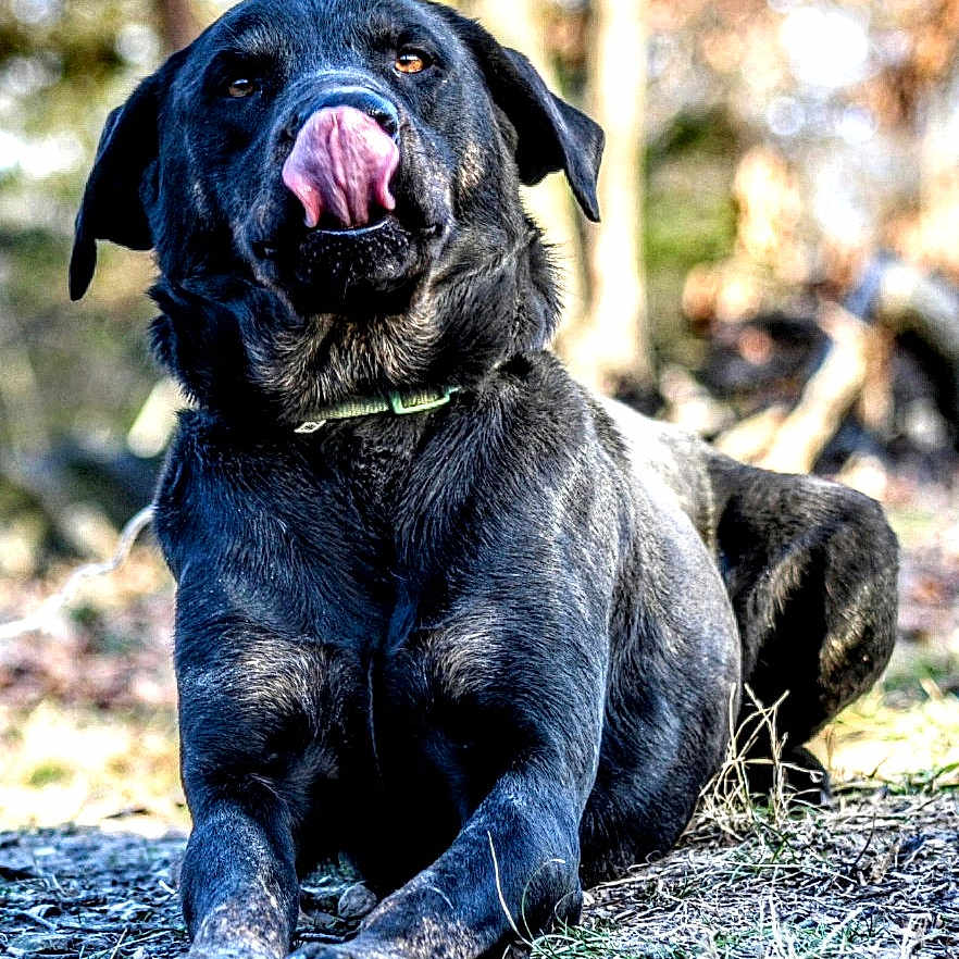 Oakley joined the competition — help win amazing prizes! animal, black_dog, canine, closeup, collar, dog, ears, fur, grass, ground, happy, laying_down, licking, nature, outdoor, pet, playing, portrait, sunlight, tongue