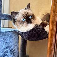 Utwo participe au concours pour gagner de l'argent avec cette photo : animal, blue_eyes, cat, cat_tree, closeup, cozy, curious, domestic_cat, fluffy, fur, furniture, hammock, indoor, pet, portrait, relaxed, resting, soft, whiskers, wood