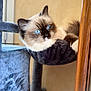 animal, blue_eyes, cat, cat_tree, closeup, cozy, curious, domestic_cat, fluffy, fur, furniture, hammock, indoor, pet, portrait, relaxed, resting, soft, whiskers, wood