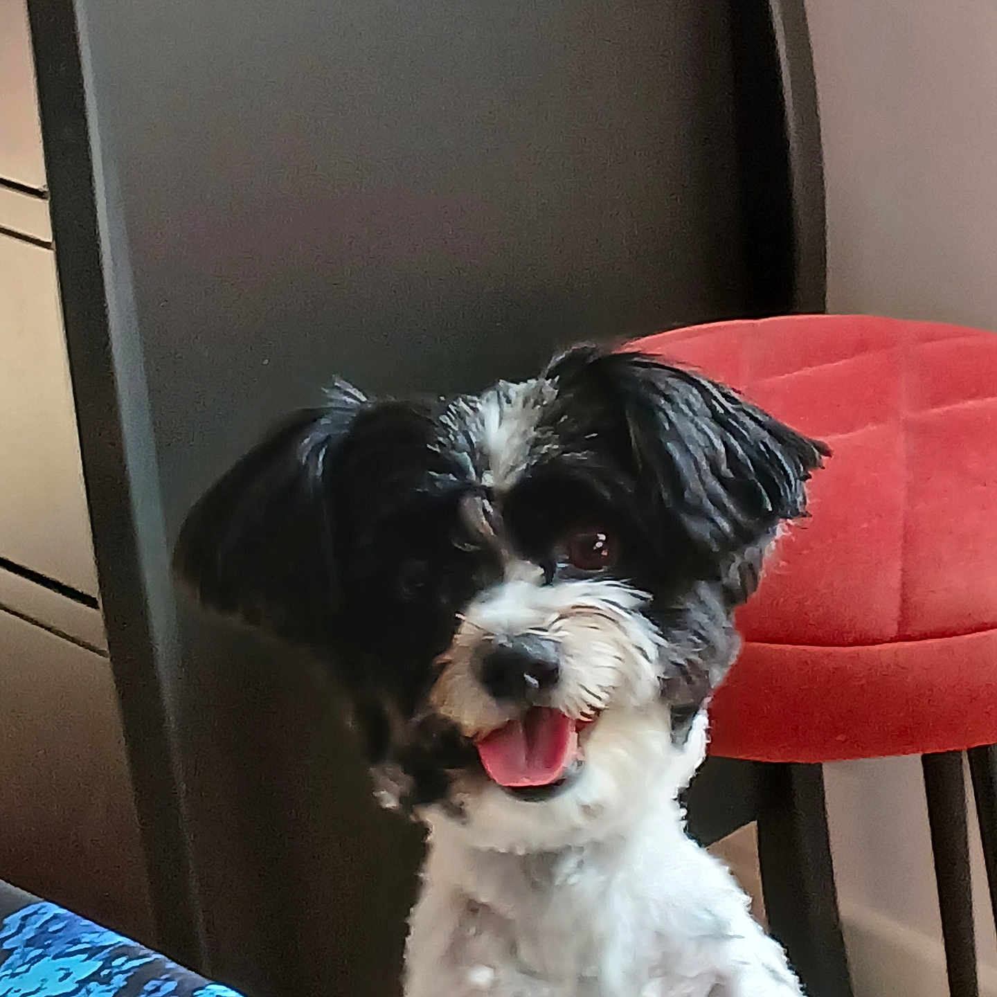 Tessa a rejoint le concours — aidez-le/la à gagner de superbes lots ! animal, black_and_white, chair, companion, cute, dog, domestic, floor, fluffy, friendly, furniture, happy, indoor, looking_at_camera, pet, portrait, sitting, small_dog, tongue_out, wall