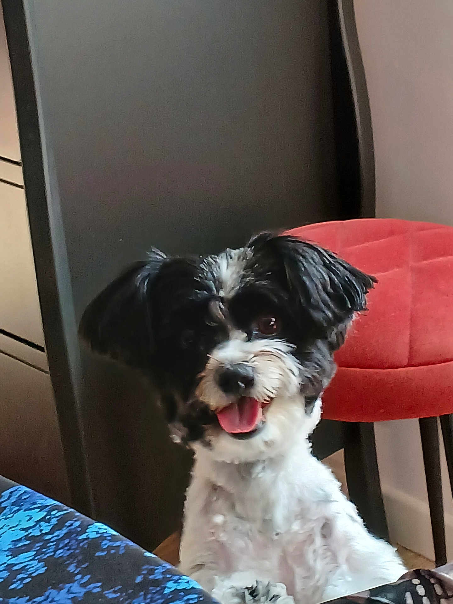 Tessa a rejoint le concours — aidez-le/la à gagner de superbes lots ! dog, pet, indoor, black_and_white, happy, tongue_out, fluffy, small_dog, chair, furniture, floor, wall, cute, animal, companion, portrait, looking_at_camera, domestic, friendly, sitting