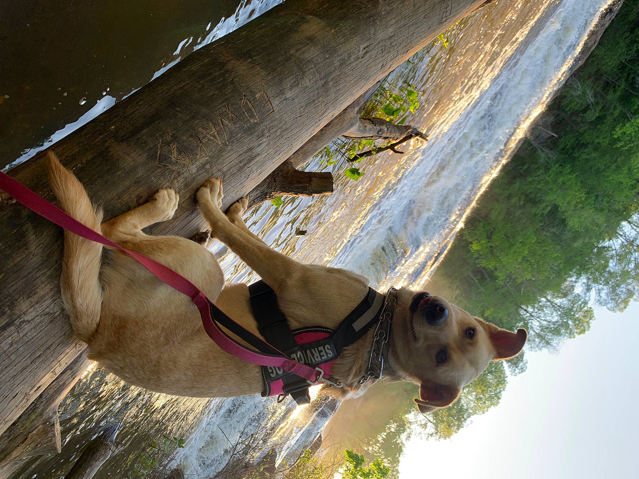 Maya joined the competition — help win amazing prizes! adventure, carnivore, collar, companion_dog, dog, dog_breed, dog_collar, dog_supply, fawn, leash, pet_supply, plant, snout, sporting_group, tail, tree, water, window, wood, working_animal