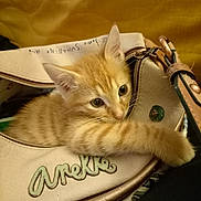 Ninou participe au concours pour gagner de l'argent avec cette photo : animal, cat, closeup, cozy, curious, cute, domestic_cat, feline, fur, handbag, indoor, kitten, orange_tabby, paw, pet, purse, resting, small, tabby, young