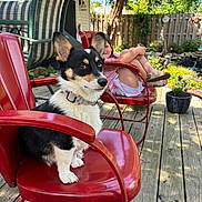Abbie joined the competition — help win amazing prizes! dog, corgi, red_chair, child, outdoor, deck, wooden_floor, greenery, garden, sunlight, pet, animal, fence, plant_pot, relaxing, summer, casual, portrait, cute, sitting
