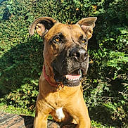 Jazz a rejoint le concours — aidez-le/la à gagner de superbes lots ! dog, canine, pet, animal, collar, brick_wall, outdoor, sunlight, greenery, bushes, happy, tongue, ears, mouth_open, fur, muzzle, eyes, snout, nature, daylight