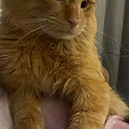 Polo is registered to the contest to win money with this photo: cat, orange_cat, fluffy, pet, animal, feline, paw, relaxed, indoor, blanket, pink_blanket, curtains, cozy, fur, whiskers, closeup, portrait, resting, domestic_cat, cute