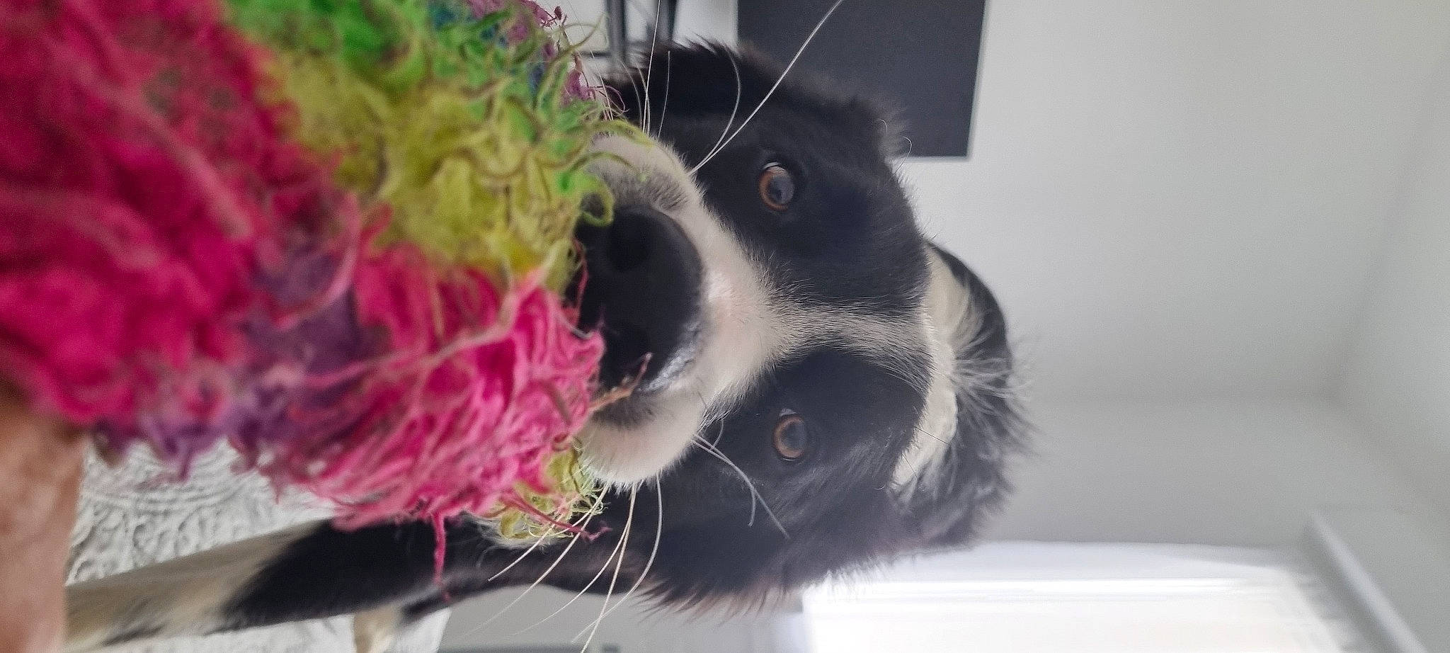 Ryder a rejoint le concours — aidez-le/la à gagner de superbes lots ! canidae, carnivore, collar, companion_dog, dog, dog_breed, dog_collar, dog_supply, fur, grass, magenta, paw, personal_protective_equipment, pet_supply, snout, sporting_group, tail, toy, whiskers, working_animal