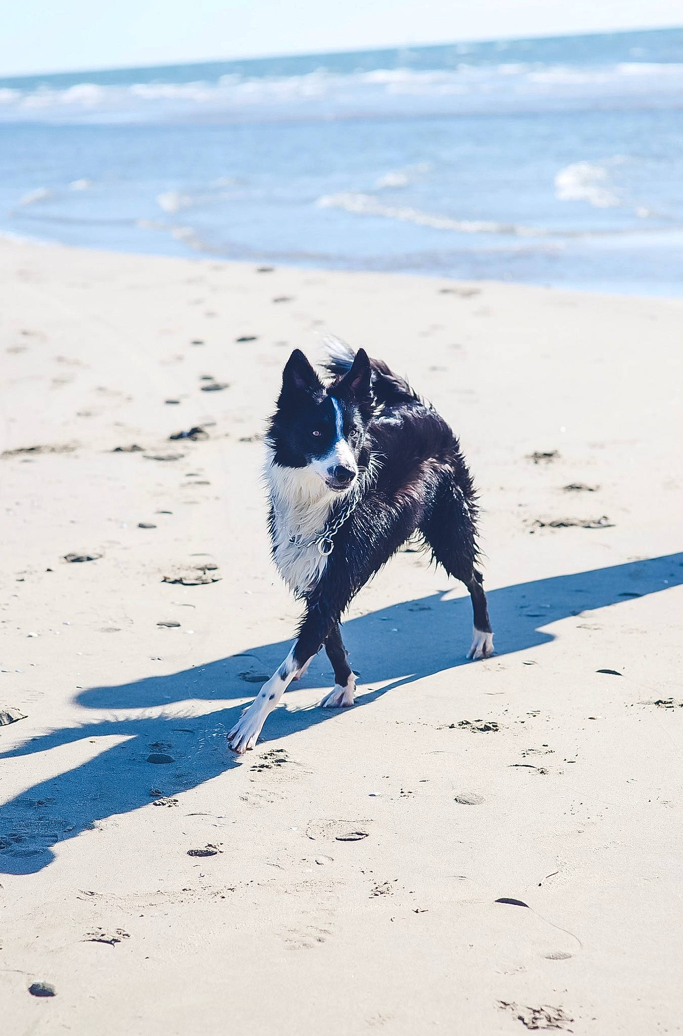 Ryder participe au concours pour gagner de l'argent avec cette photo : azure, beach, canidae, carnivore, dog, dog_breed, electric_blue, fun, horizon, landscape, natural_environment, ocean, recreation, sand, seabird, sky, sporting_group, tail, water, wind_wave
