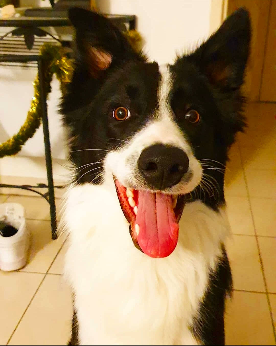 Ryder a rejoint le concours — aidez-le/la à gagner de superbes lots ! australian_collie, border_collie, canidae, carnivore, collar, companion_dog, dog, dog_breed, dog_collar, fur, herding_dog, household_supply, plant, snout, sporting_group, tissue_paper, toilet_paper, whiskers, working_animal, working_dog