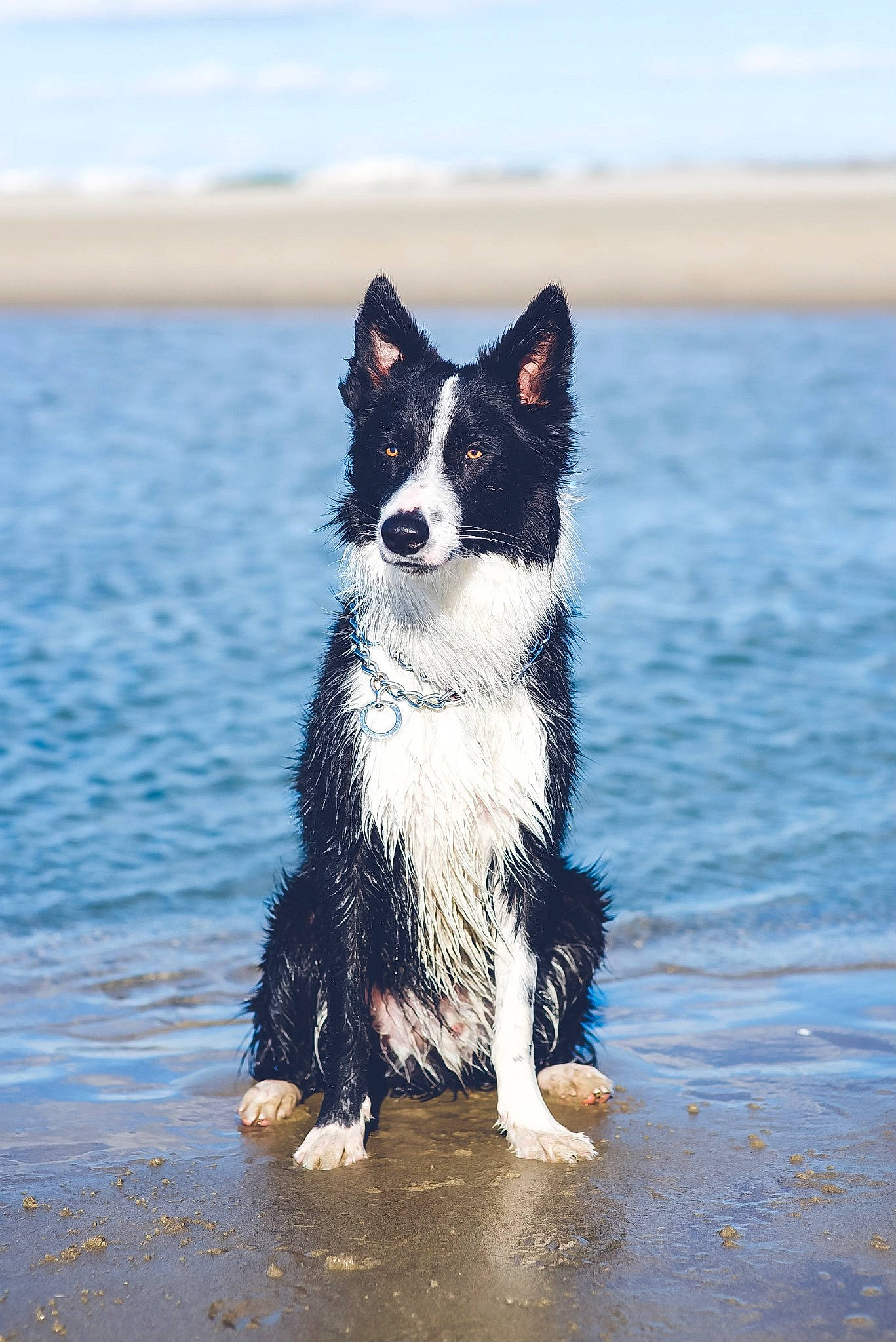 Ryder participe au concours pour gagner de l'argent avec cette photo : beach, canidae, carnivore, companion_dog, dog, dog_breed, herding_dog, horizon, lake, liquid, mcnab, sky, snout, sporting_group, tail, water, wave, wildlife, wind_wave, working_animal
