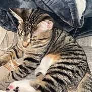 Padre Pio joined the competition — help win amazing prizes! cat, tabby, striped_fur, paw, pink_paw, whiskers, ear, feline, pet, indoor, blanket, cozy, soft_texture, resting, closeup, portrait, cute, domestic_animal, striped_pelt, relaxed