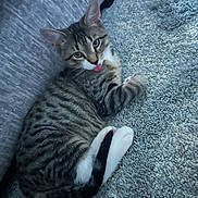 Padre is registered to the contest to win money with this photo: animal, blanket, cat, cozy, cute, domestic, feline, fur, gray, indoor, kitten, lying_down, pet, relaxed, small, striped, tabby, tongue_out, whiskers, young