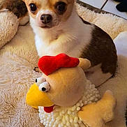 Sansa participe au concours pour gagner de l'argent avec cette photo : chihuahua, dog, small_dog, pet, plush_toy, stuffed_animal, blanket, indoor, tile_floor, cute, animal, fur, ears, eyes, nose, companion, cozy, resting, soft_texture, toy