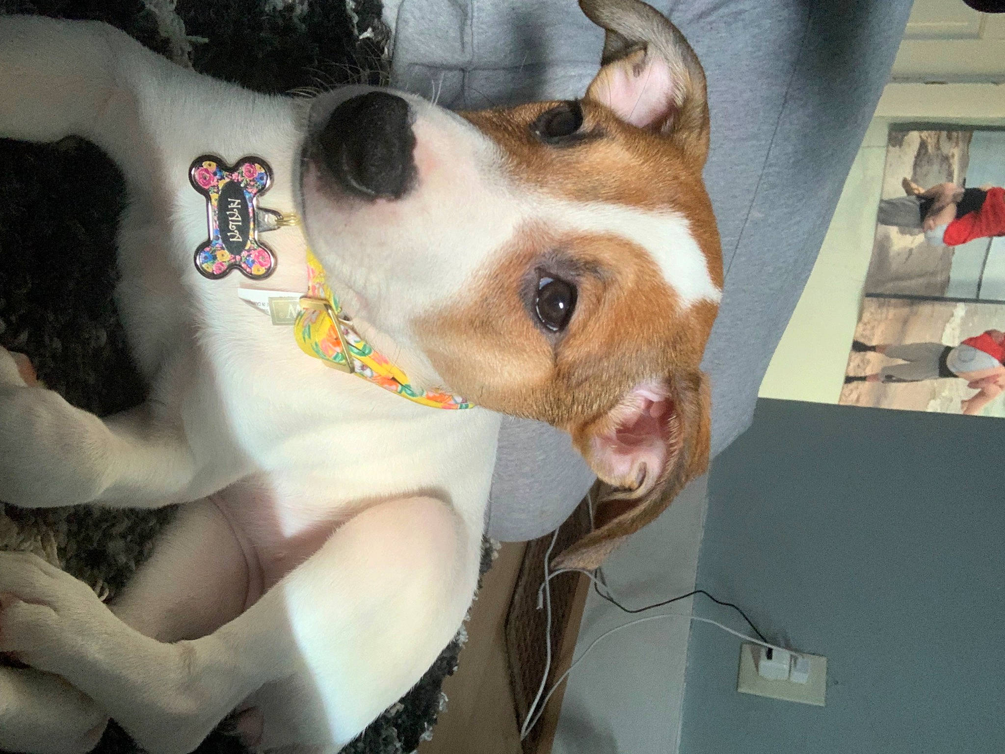 Nala joined the competition — help win amazing prizes! ancient_dog_breeds, canidae, carnivore, collar, companion_dog, dog, dog_breed, ear, eyewear, fawn, fur, jaw, mammal, non_sporting_group, selfie, snout, sporting_group, whiskers, window, working_animal