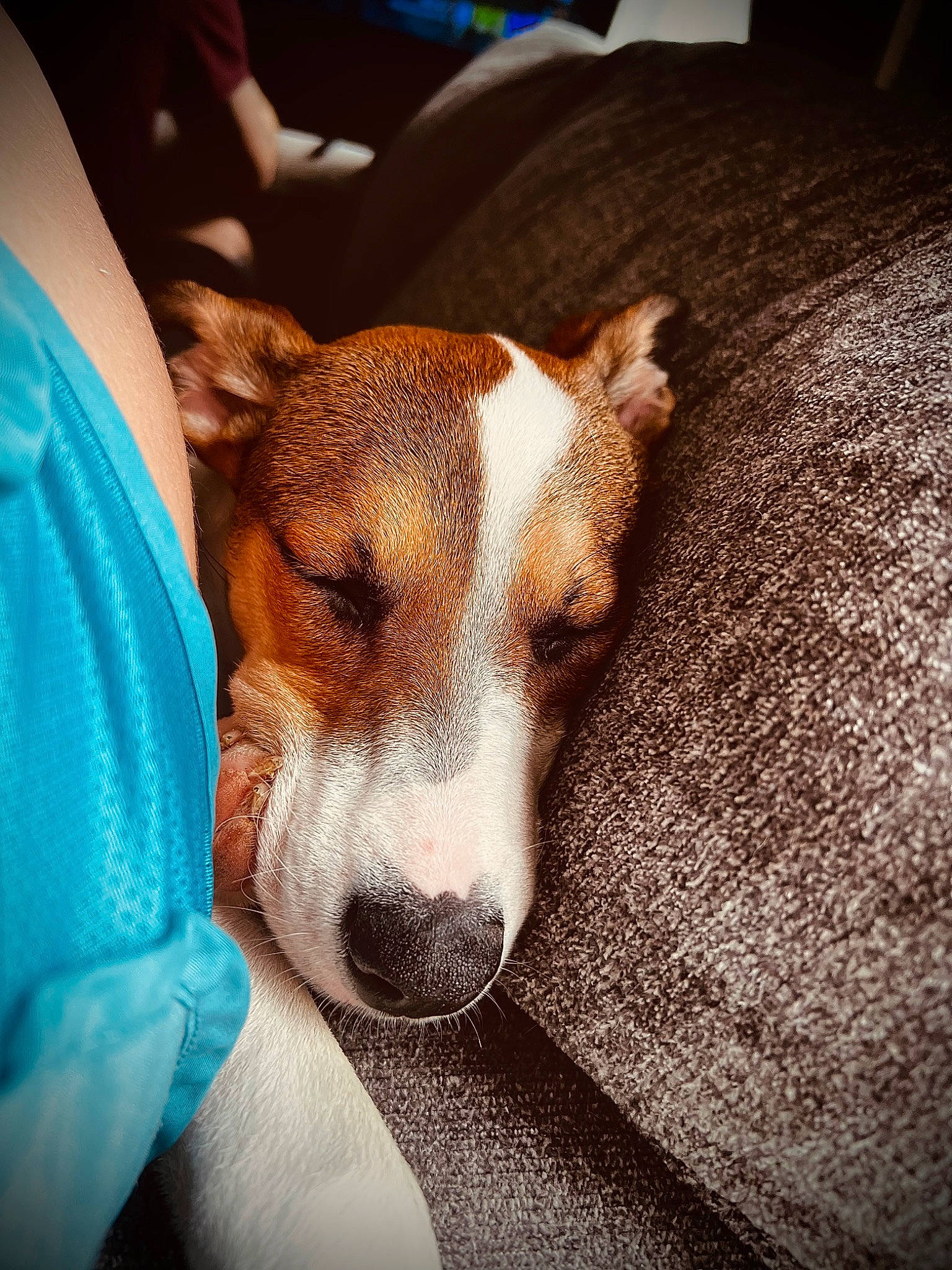 Nala joined the competition — help win amazing prizes! beagle, canidae, cardigan_welsh_corgi, carnivore, comfort, companion_dog, dog, dog_breed, fawn, hound, human_leg, irishjacks, paw, puppy, puppy_love, sporting_group, terrier, whiskers, wood, working_animal