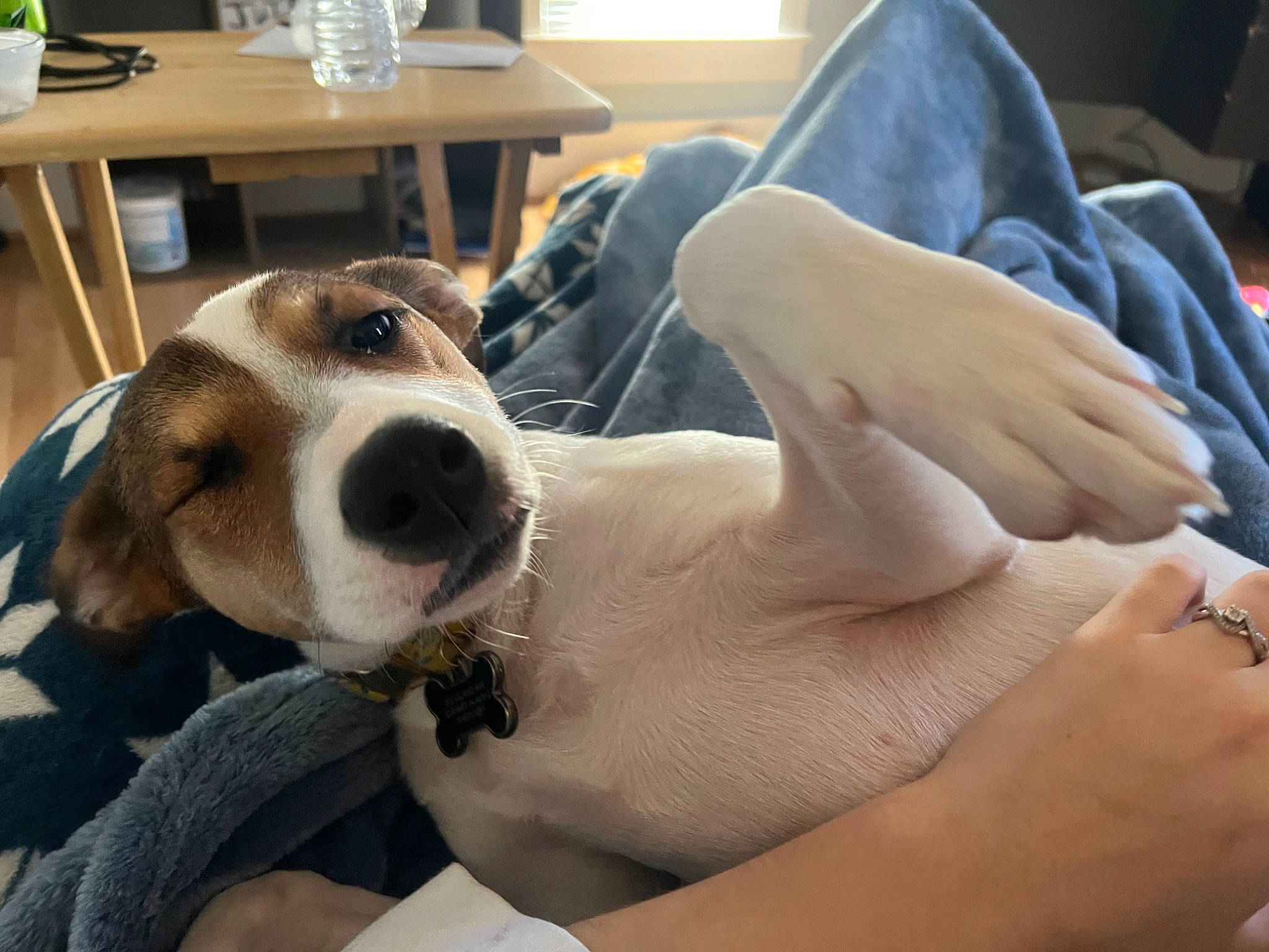 Nala joined the competition — help win amazing prizes! carnivore, chair, collar, comfort, companion_dog, dog, dog_breed, drawer, elbow, finger, fur, gesture, hound, human_leg, nail, scent_hound, snout, table, thumb, wrist