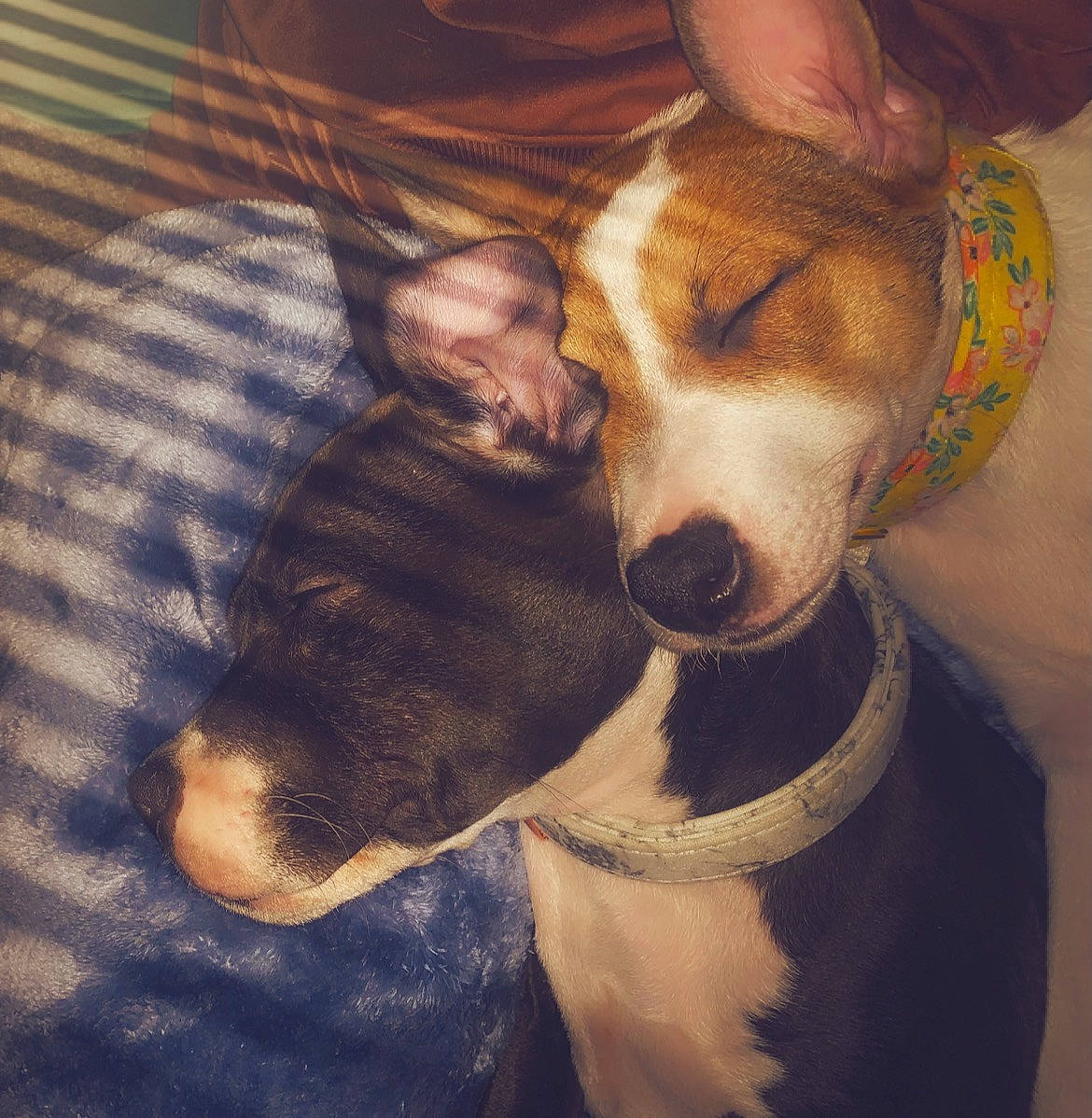 Nala joined the competition — help win amazing prizes! basenji, canidae, carnivore, collar, comfort, companion_dog, dog, dog_breed, ear, fawn, fur, hound, paw, snout, sporting_group, square, tail, terrestrial_animal, whiskers, working_animal