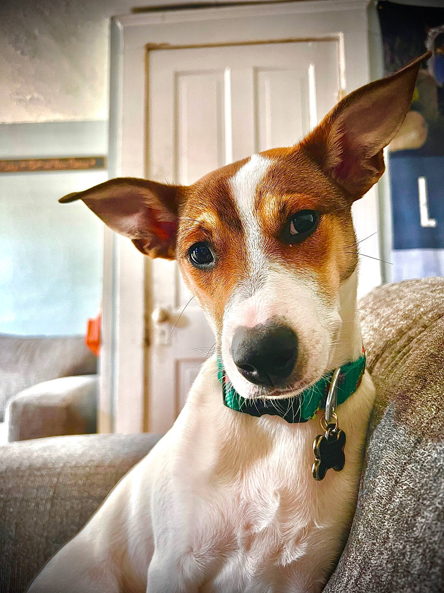 Nala is registered to the contest to win money with this photo: canidae, carnivore, collar, companion_dog, cup, dog, dog_breed, dog_collar, dog_supply, drinkware, ear, fawn, fur, irishjacks, snout, sporting_group, tableware, whiskers, working_animal