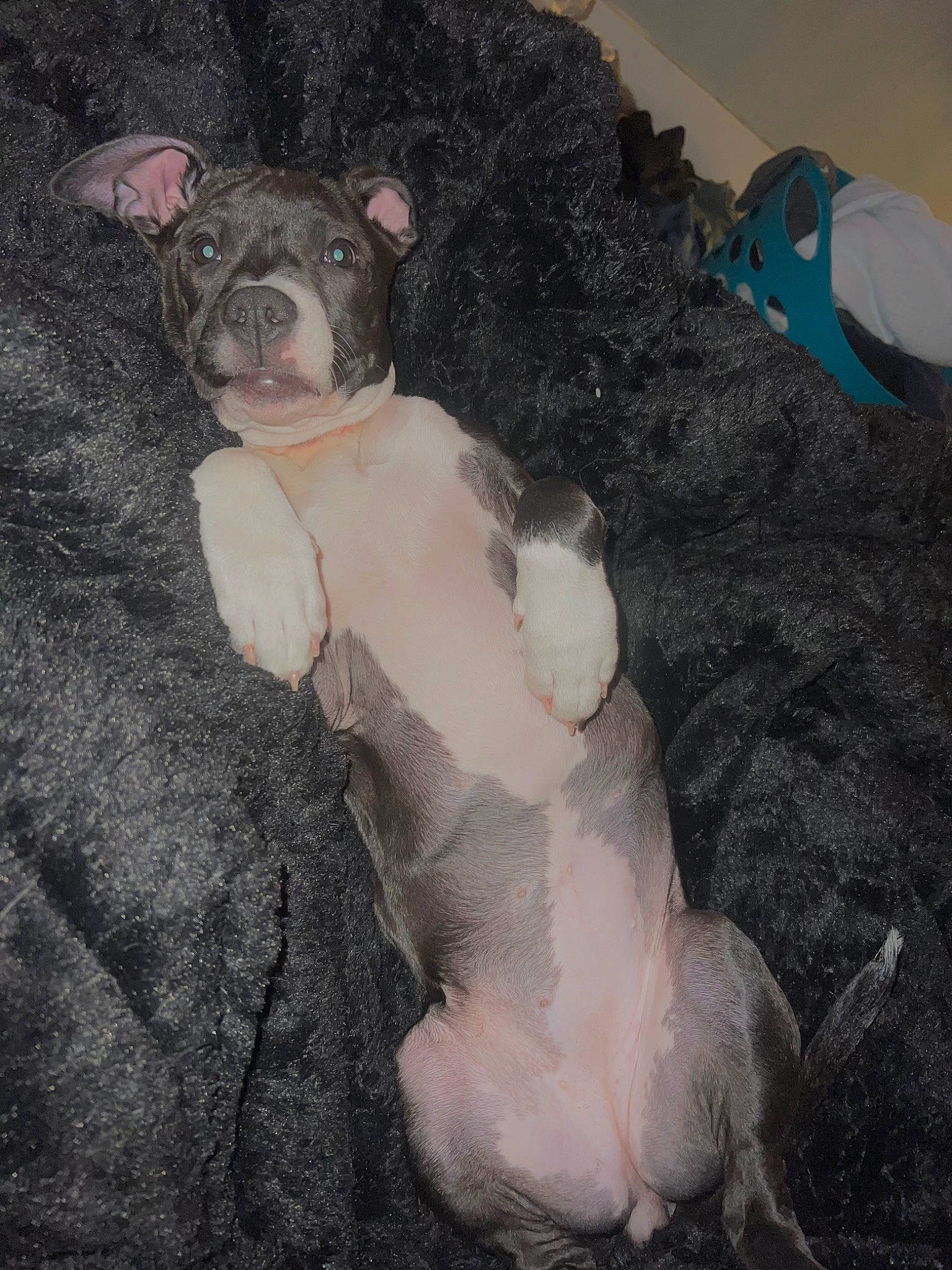 Xena joined the competition — help win amazing prizes! canidae, carnivore, comfort, companion_dog, dog_breed, domestic_pig, fawn, flesh, fur, grey, livestock, paw, sporting_group, suidae, tail, terrestrial_animal, toy, vegetable, whiskers, working_animal