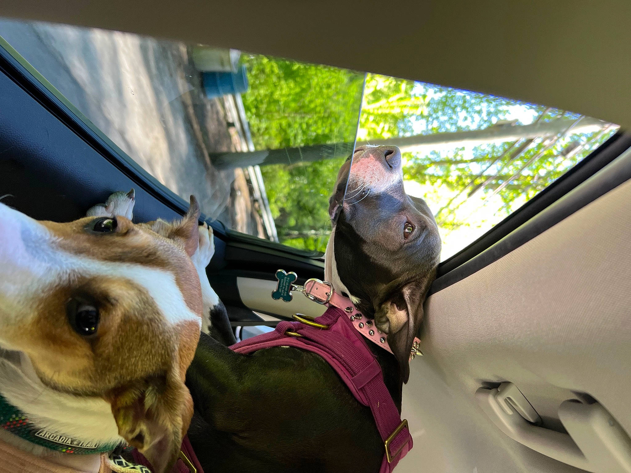 Xena is registered to the contest to win money with this photo: auto_part, carnivore, collar, companion_dog, dog, dog_breed, dog_collar, eyewear, family_car, fawn, hat, leash, personal_protective_equipment, reptile, snout, sporting_group, tree, vehicle_door, windshield, working_animal