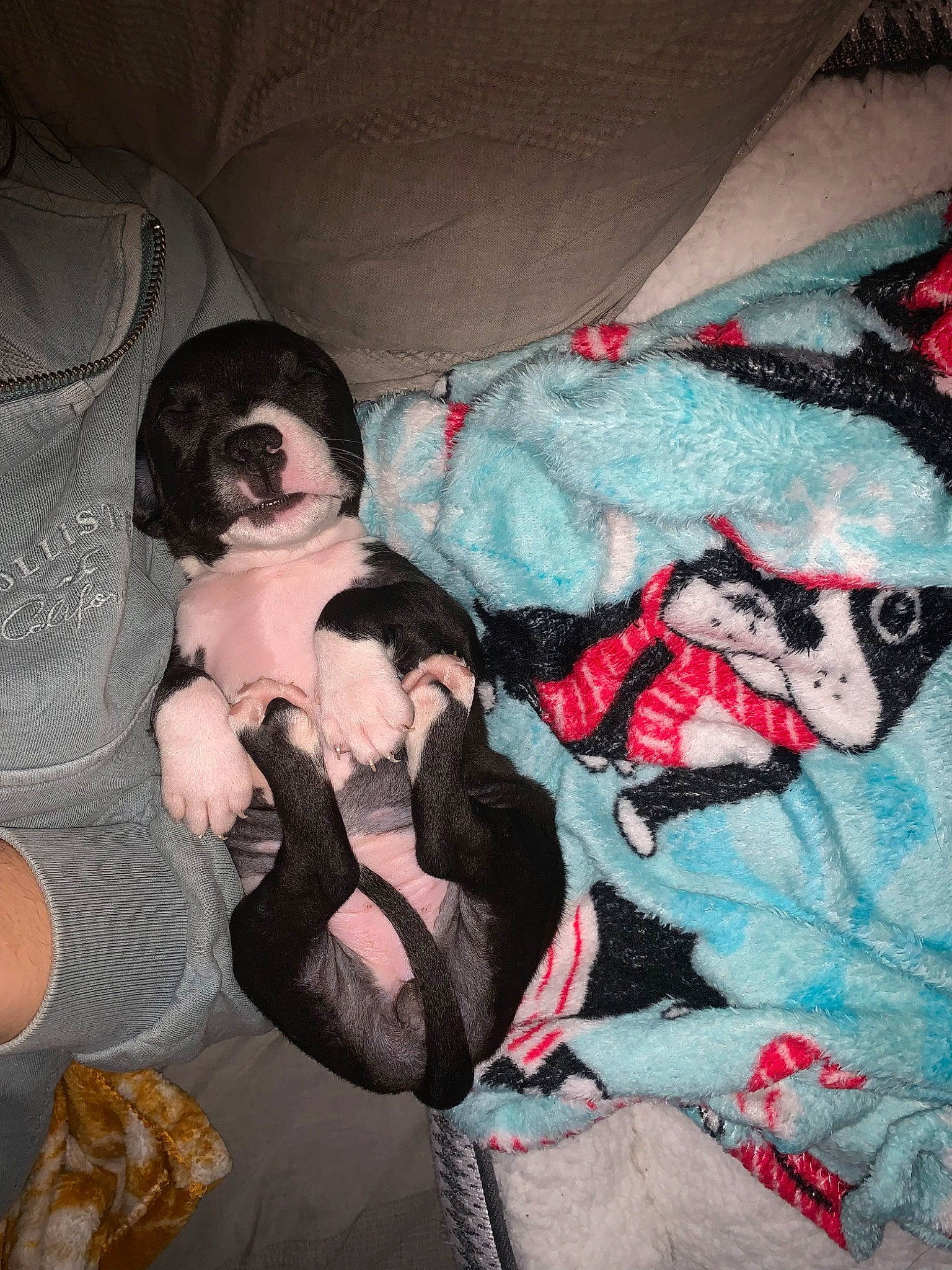 Xena joined the competition — help win amazing prizes! canidae, carmine, carnivore, comfort, companion_dog, cool, couch, eyewear, fictional_character, flesh, fun, fur, human_leg, linens, mammal, mouth, sleeve, sporting_group, t_shirt, thigh