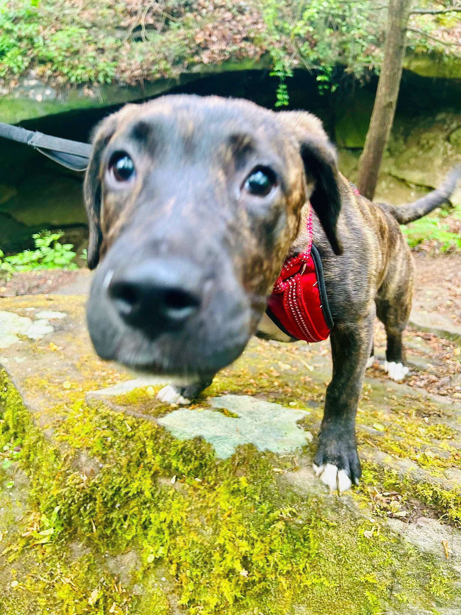 Harlee is registered to the contest to win money with this photo: canidae, carnivore, collar, companion_dog, dog, dog_breed, dog_collar, fawn, grass, groundcover, guard_dog, liver, pet_supply, plant, snout, sporting_group, terrestrial_animal, whiskers, working_animal, working_dog