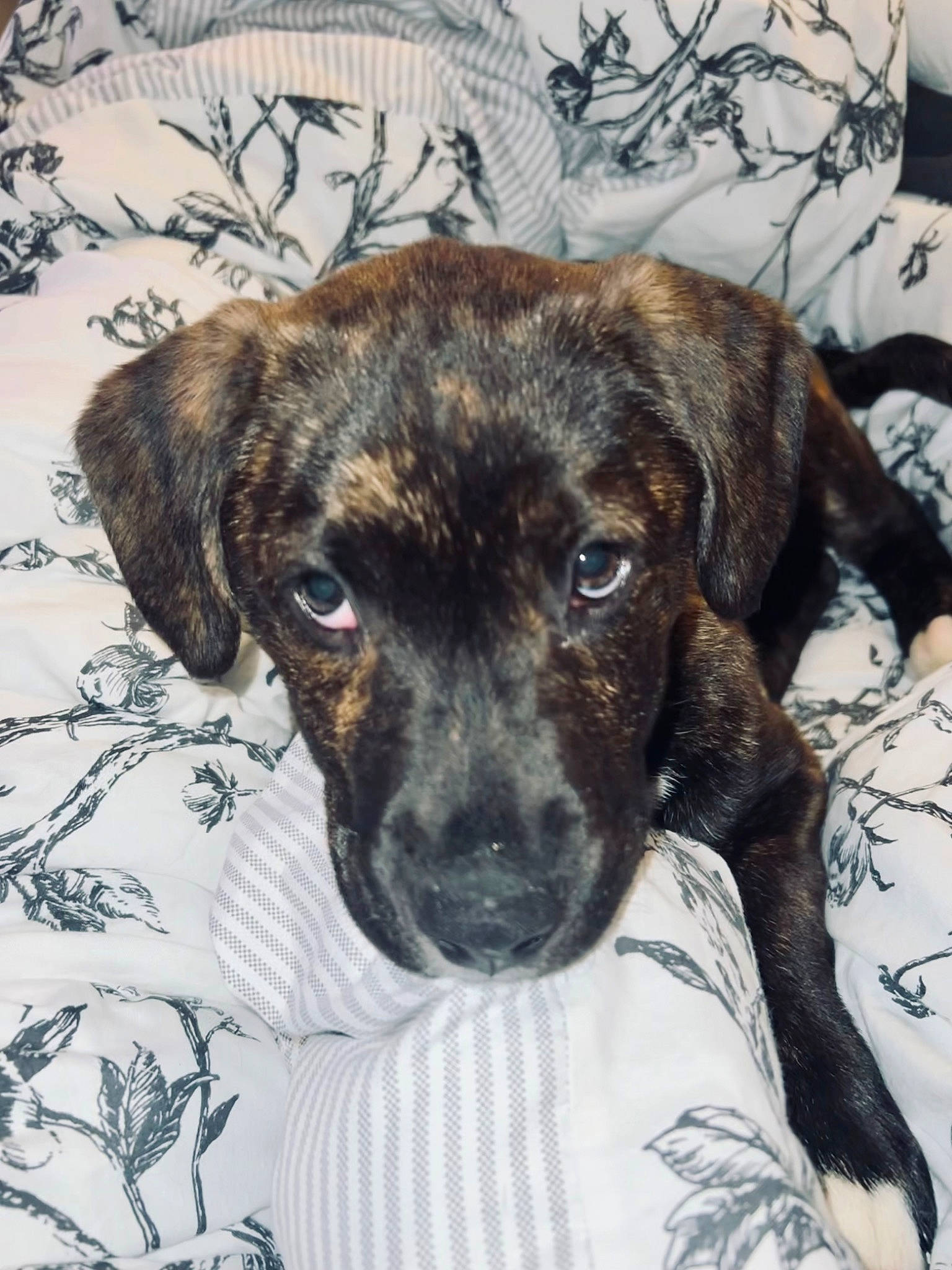 Harlee is registered to the contest to win money with this photo: art, borador, canidae, carnivore, companion_dog, dog, dog_breed, fawn, fur, guard_dog, liver, non_sporting_group, pattern, pet_supply, snout, sporting_group, terrestrial_animal, whiskers, working_animal, working_dog