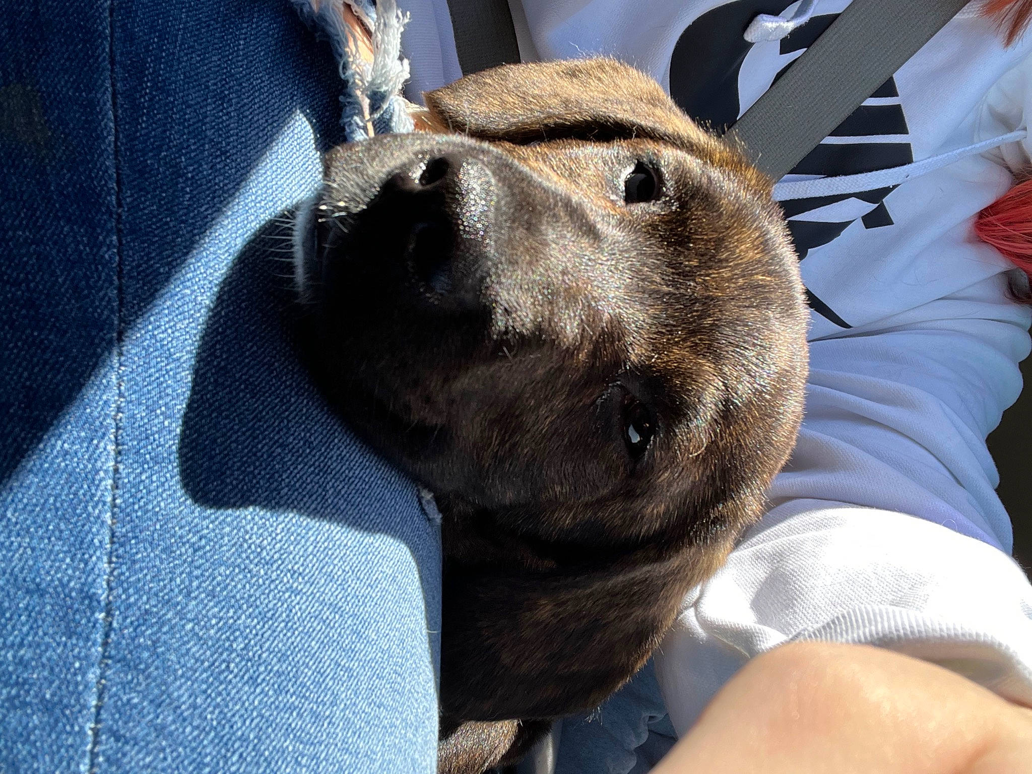 Harlee is registered to the contest to win money with this photo: canidae, carnivore, collar, comfort, companion_dog, dog, dog_breed, electric_blue, fawn, foot, fur, guard_dog, nap, paw, snout, sporting_group, terrestrial_animal, whiskers, working_animal, wrinkle