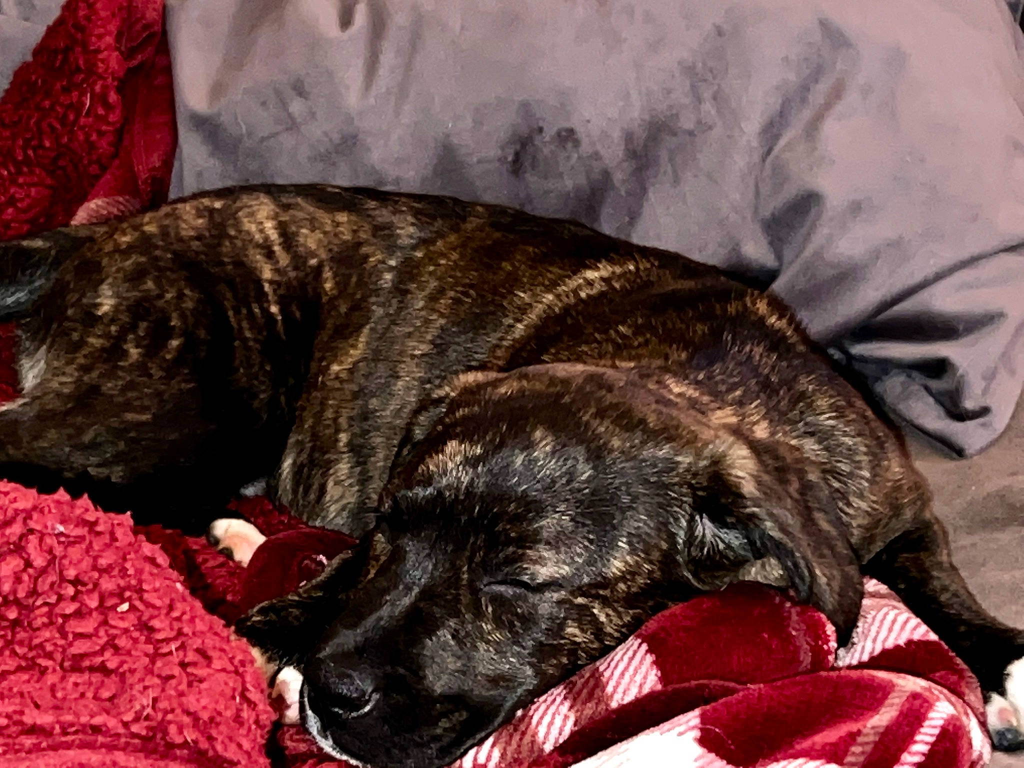 Harlee joined the competition — help win amazing prizes! canidae, carnivore, comfort, companion_dog, dog, dog_breed, fawn, fur, guard_dog, liver, nap, non_sporting_group, sporting_group, terrestrial_animal, treeing_tennessee_brindle, working_animal
