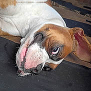 Spazz is registered to the contest to win money with this photo: animal, brown, canine, close_up, curious, dog, domestic, ear, expression, face, fur, indoor, laying, lying_down, mischievous, pet, portrait, snout, whiskers, white