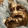 animal, blanket, cat, comfort, cozy, curled_up, cute, domestic, feline, fur, indoor, paw, pet, relaxed, resting, sleeping, soft, tabby, warm, whiskers