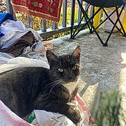 Serena joined the competition — help win amazing prizes! blanket, cat, clothes, daytime, fabric, floor, folding_chair, green_eyes, household_items, outdoor, pet, plastic_bag, porch, railing, relaxed, resting, shadow, sunlight, tuxedo_cat, whiskers