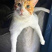 Bo Bo is registered to the contest to win money with this photo: cat, close_up, couch, cozy, curious_eyes, curtain, domestic_cat, feline, fur, gray_furniture, indoor, light, orange_and_white, paw, pet, portrait, relaxed, stretching, whiskers, window