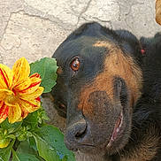 Hyona participe au concours pour gagner de l'argent avec cette photo : animal, black_fur, brown_fur, canine, close_up, dog, eye, flower, fur_texture, green_leaves, happy, lying_down, nature, nose, outdoor, pet, relaxed, snout, stone_surface, yellow_flower