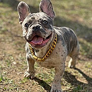 Tito is registered to the contest to win money with this photo: animal, canine, chain, close_up, collar, dog, ears, french_bulldog, grass, happy, muzzle, outdoor, pet, portrait, short_hair, smiling, spot, standing, sunlight, tongue_out