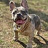 animal, canine, chain, close_up, collar, dog, ears, french_bulldog, grass, happy, muzzle, outdoor, pet, portrait, short_hair, smiling, spot, standing, sunlight, tongue_out