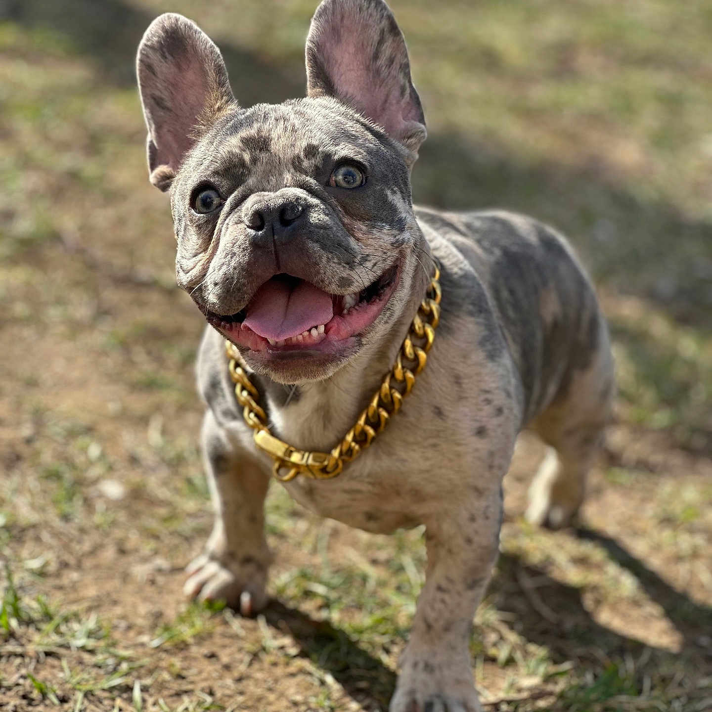 Tito