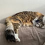 Nala participe au concours pour gagner de l'argent avec cette photo : cat, fluffy, lounging, couch, beige, relaxed, cozy, indoor, pet, fur, tail, white_wall, cushion, resting, sleepy, soft_light, home, feline, animal, comfort