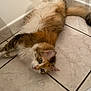 cat, fluffy, tile_floor, corner, relaxed, sprawled, green_eyes, multi_colored, indoor, pet, fur, cute, animal, whiskers, paws, tail, curious, looking_up, resting, domestic